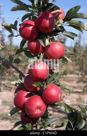 Brookfield Apple sur un arbre. LLeida. L'Espagne. Banque D'Images