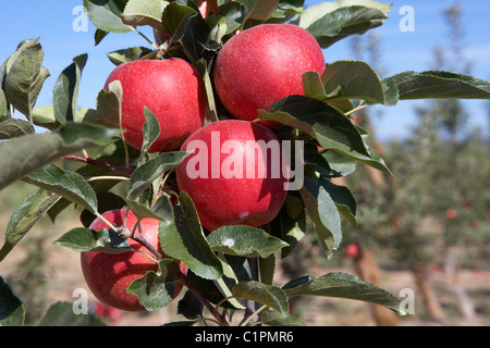 Brookfield Apple sur un arbre. LLeida. L'Espagne. Banque D'Images