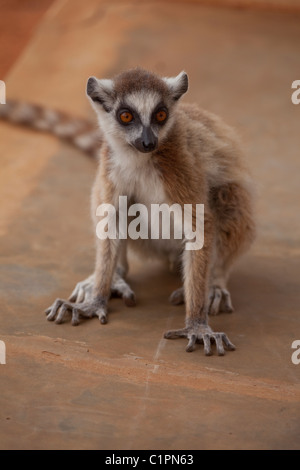 Untitled Document (Lemur catta). Mais dompter cette animal sauvage aux visiteurs, en évitant le contact direct avec les yeux, à la recherche de côté.Bérenty, sud de Madagascar. Banque D'Images