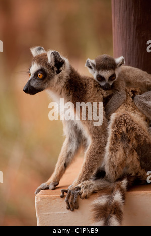 Untitled Document et les jeunes (Lemur catta). Ranohira, le sud de Madagascar. Banque D'Images