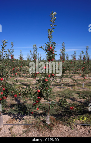 Brookfield Apple sur un arbre. LLeida. L'Espagne. Banque D'Images