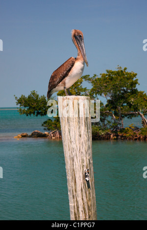 Pelican reste à wooden post Banque D'Images