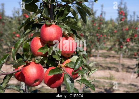 Brookfield Apple sur un arbre. LLeida. L'Espagne. Banque D'Images