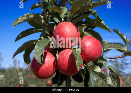 Brookfield Apple sur un arbre. LLeida. L'Espagne. Banque D'Images