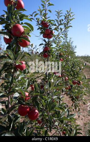 Brookfield Apple sur un arbre. LLeida. L'Espagne. Banque D'Images