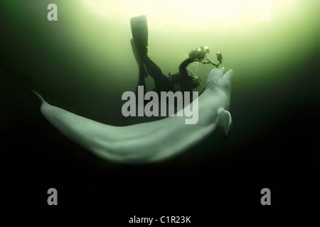 Béluga et photographe sous-marin. Béluga (Delphinapterus leucas), l'Arctique, la Russie, Kareliya, mer Blanche Banque D'Images