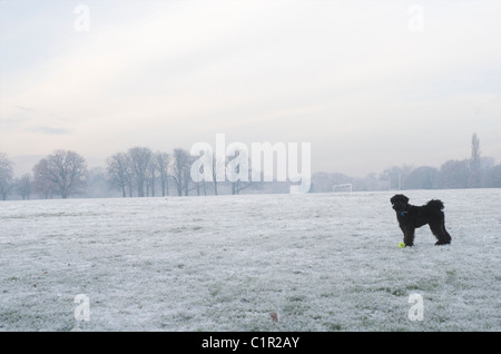 Miniature mâle noir Schnauser dans la neige dans le parc en hiver Banque D'Images