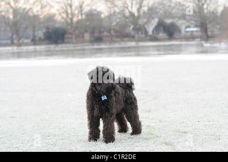 Miniature mâle noir Schnauser dans la neige dans le parc en hiver Banque D'Images