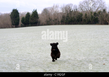 Miniature mâle noir Schnauser dans la neige dans le parc en hiver Banque D'Images