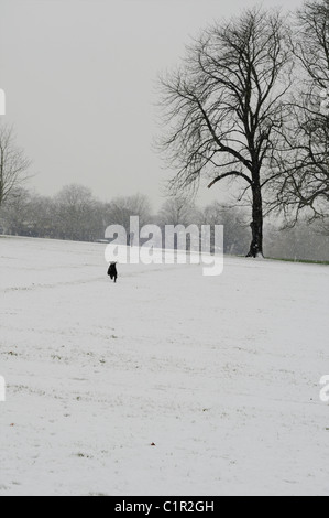 Miniature mâle noir Schnauser dans la neige dans le parc en hiver Banque D'Images