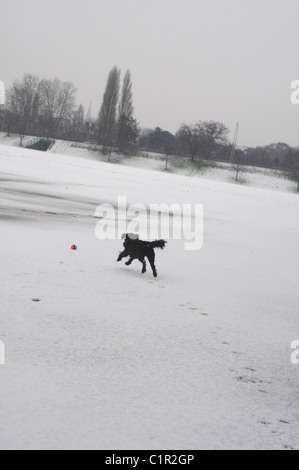 Miniature mâle noir Schnauser dans la neige dans le parc en hiver Banque D'Images