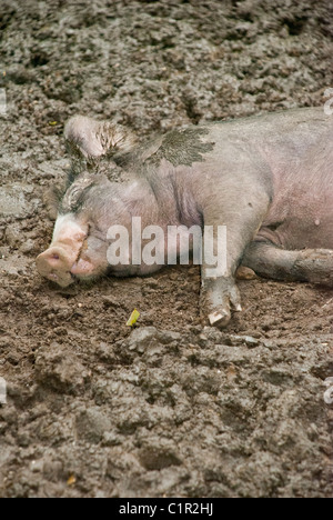 Porc Berkshire couché dans une boue se vautre, Granges Centre pour l'alimentation et l'Agriculture, Pocantico Hills, New York, USA Banque D'Images