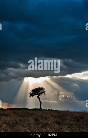 Les arbres d'Acacia, tempête et rayons, Masai Mara National Reserve, Kenya, Africa Banque D'Images