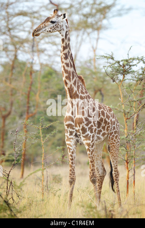 Girafe Giraffa camelopardalis Saadani Afrique Tanzanie Banque D'Images