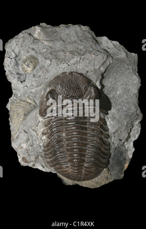 Trilobite Phacops rana (alias Eldredgeops rana) de le Dévonien moyen Banque D'Images