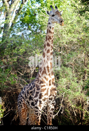 Girafe Giraffa camelopardalis Saadani Afrique Tanzanie Banque D'Images