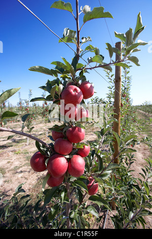 Brookfield Apple sur un arbre. LLeida. L'Espagne. Banque D'Images