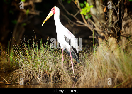 Yellow-billed Stork Mycteria ibis Saadani, Tanzanie Banque D'Images