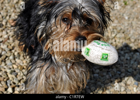 Yorkshire Terrier playing Banque D'Images