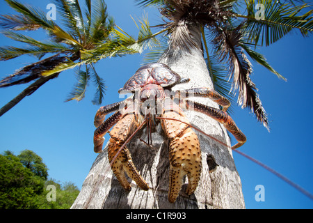 Crabe de cocotier, Birgus latro Mbudya Island Tanzanie Banque D'Images