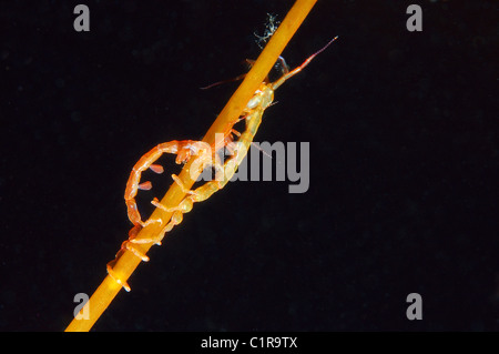 Caprelles ou ghost de crevettes (Caprella linearis), l'Arctique, la Russie, Kareliya, mer Blanche Banque D'Images