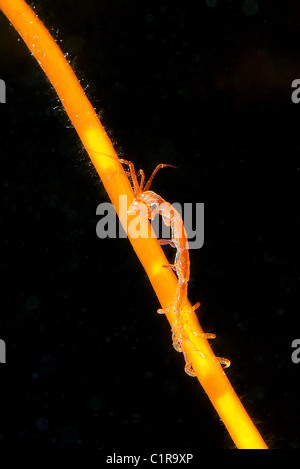 Caprelles ou ghost de crevettes (Caprella linearis), l'Arctique, la Russie, Kareliya, mer Blanche Banque D'Images