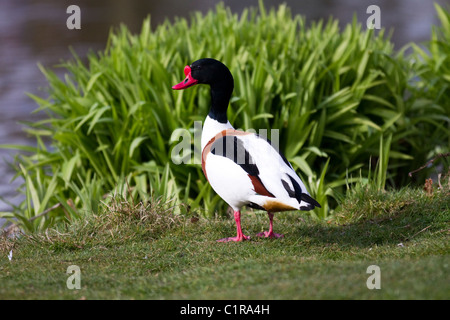 L'Shelducks, genre Tadorna, à Martin simple Wildfowl Trust, Burscough, Southport, Lancashire, UK Banque D'Images