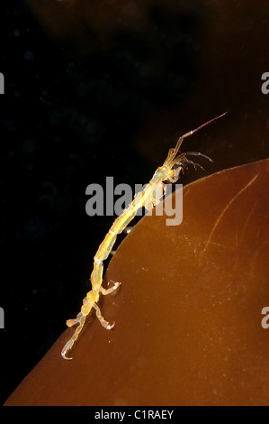 Caprelles ou ghost de crevettes (Caprella linearis), l'Arctique, la Russie, Kareliya, mer Blanche Banque D'Images