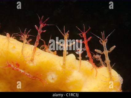 Caprelles ou ghost de crevettes (Caprella linearis), l'Arctique, la Russie, Kareliya, mer Blanche Banque D'Images