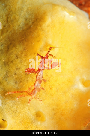 Caprelles ou ghost de crevettes (Caprella linearis), l'Arctique, la Russie, Kareliya, mer Blanche Banque D'Images