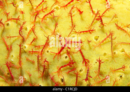 Caprelles ou ghost de crevettes (Caprella linearis), l'Arctique, la Russie, Kareliya, mer Blanche Banque D'Images