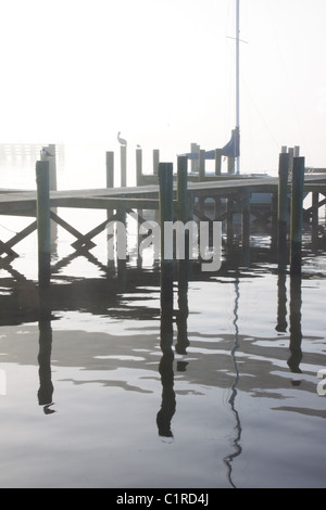 Pelican attend que le petit-déjeuner sur un matin brumeux dans Apalachicola, Florida Banque D'Images