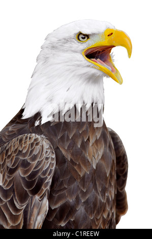 Portrait de pygargue à tête blanche (Haliaeetus leucocephalus) poussant un cri isolé sur fond blanc Banque D'Images