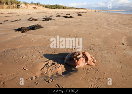 Newborough, Anglesey, au nord du Pays de Galles, Royaume-Uni. Le corps mort (méduses Rhizostoma octopus) (R. pulmo) s'est échoué sur la plage Llanddwyn Banque D'Images