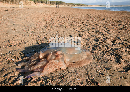 Anglesey, au nord du Pays de Galles, Royaume-Uni. Le corps mort (méduses Rhizostoma pulmo Rhizostoma octopus) (rivage) sur plage Llanddwyn Banque D'Images