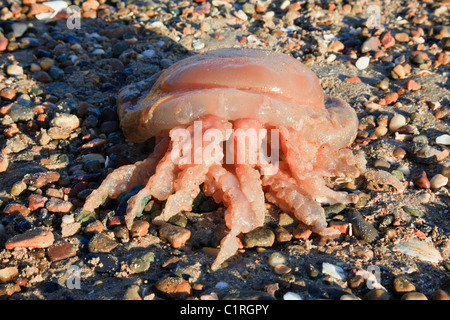 Le Nord du Pays de Galles, Royaume-Uni. Le corps mort (méduses Rhizostoma pulmo Rhizostoma octopus) () s'est échoué sur le bord de la mer Banque D'Images