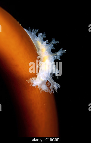 Limace de mer Dendronotus frondosus (nudibranche,), l'Arctique, la Russie, Kareliya, mer Blanche Banque D'Images