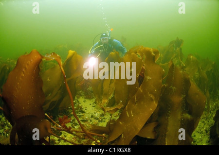L'algue Laminaria, kale Laminaire (Laminaria hyperborea) Banque D'Images