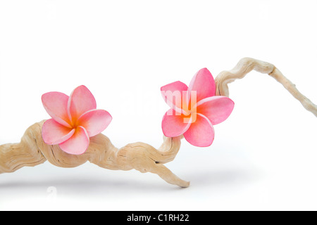 Deux fleurs de frangipanier rose sur un morceau de bois flotté. Banque D'Images