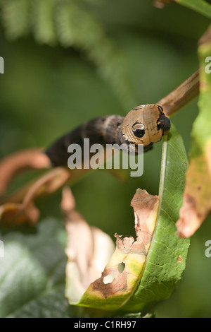 (Deilephila elpenor Sphynx éléphant) se nourrissant de Caterpillar Rosebay Willowherb (Chamerion angustifolium) Banque D'Images