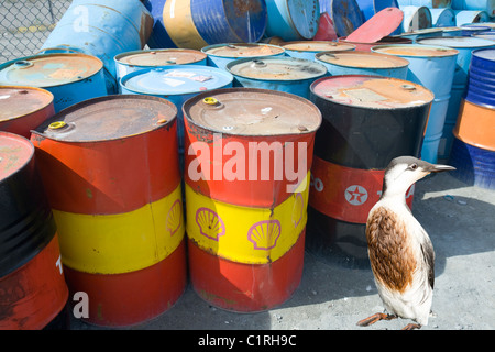 Barils de pétrole abandonnés sur un pourboire à Kangerlussuag au Groenland et un oiseau de mer mazoutés. Banque D'Images