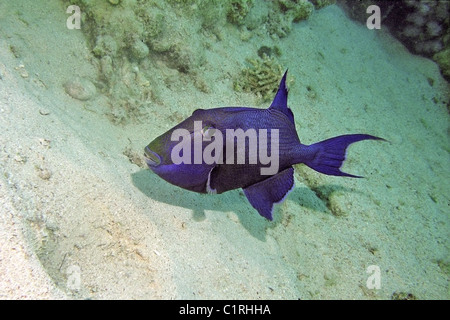 Bleu ou ridée triggerfish (Pseudobalistes fuscus), Red Sea, Egypt Banque D'Images