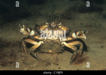 L'accouplement de crabes verts ou littorales (crabe Carcinus aestuarii), de la mer Noire, la Crimée, la Russie Banque D'Images