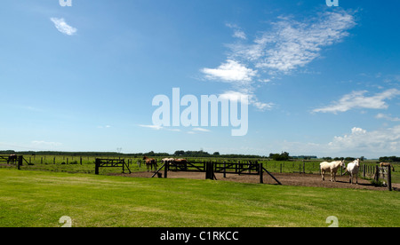 La Bamba ranch près de San Antonio de Areco, Province de Buenos Aires, Argentine Banque D'Images