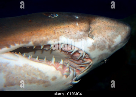 Portrait sand tiger shark, requin nourrice gris tacheté, ragged-dent de requin, ou bleu-infirmière sand tiger (Carcharias taurus) Banque D'Images