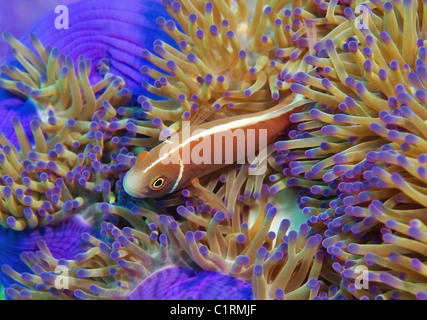 Poisson clown (Amphiprion sandaracinos rose), Malaisie, Redang island Banque D'Images