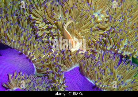 Poisson clown (Amphiprion sandaracinos rose), Malaisie, Redang island Banque D'Images