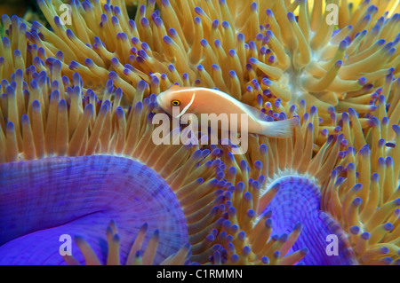 Poisson clown (Amphiprion sandaracinos rose), Malaisie, Redang island Banque D'Images