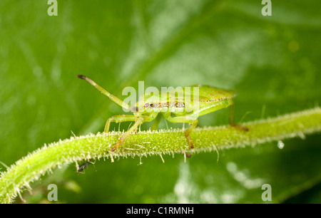 Green stink bug (Chinavia hilaris) sur tige. Banque D'Images