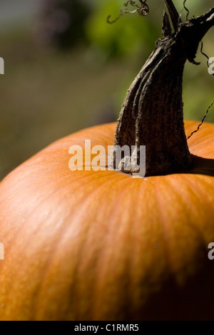 Pumpkin sur mon porche Banque D'Images